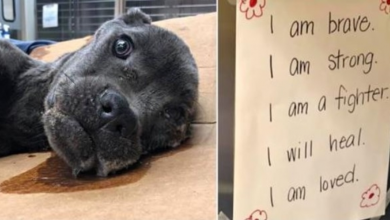 Photo of Victimized Puppy Left On Interstate Gets A Sign To Remind Him He’s Worth It
