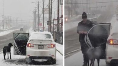 Photo of She Stops On The Highway To Rescue A Dog That Got Lost During A Snowstorm