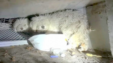 Photo of Abandoned Dog Shields His Sister After They Were Cruelly Dumped In A Sewer