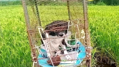 Photo of Farm Dog Is Locked In A Cage Like A Scarecrow To Ward Off Birds In The Hot Sun