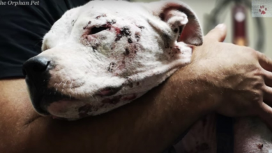 Photo of No One Helped Her Because She’s A Pit Bull So She Roamed The Streets In Agony