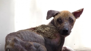 Photo of Dog Dying On Streets Gets Life Saving Transformation In Just 6 Weeks