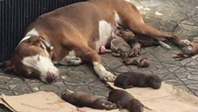 Photo of They rescued the dog who gave birth on the sidewalk and cared for her puppies till she passed away
