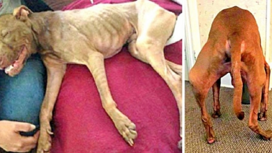 Photo of They Broke His Bones But Couldn’t Crush His Spirits, He’s Now A Hero Therapy Dog