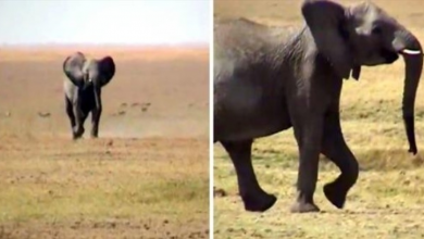 Photo of Lost Elephant Calf Stumbles Back To His Herd, Gets A Grand Trumpeting Welcome