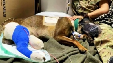 Photo of Military Dog Runs Through Hail Of Bullets, Takes Down Gunman Attacking His Team