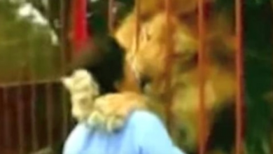 Photo of Lion Hugs And Plants Kisses On Rescuer The Next Time He Sees Her