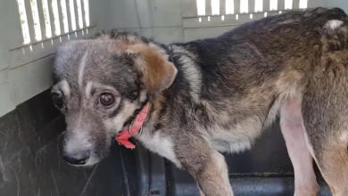 Photo of Terrified Stray Was About To Be Treated And Released Back On The Streets