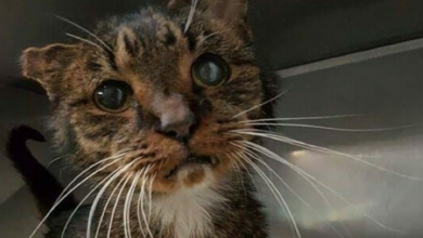 Photo of No One Cared About This 15-Year-Old Street Cat, Until This Man Saw His Worth