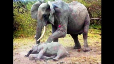 Photo of Mama Elephant Lets Out Gut-Wrenching Cries As She Tugs At Her Unconscious Baby