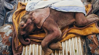 Photo of Spirited Baby Elephant Riddled With Bullets Struggles To Remain Unbreakable