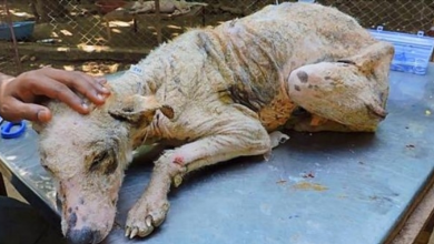 Photo of Dog Found Cowering Under Porch Dying, Takes On A New Life By The End And Is Transformed