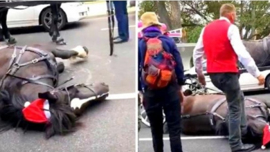 Photo of Carriage Driver Repeatedly Kicks Horse In Head After She Collapses From Exhaustion