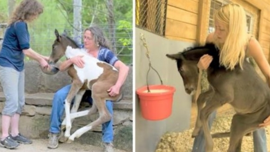 Photo of Unwanted Horses Left To Die In Brutal Breeding World, A Kind Woman Rescues Them