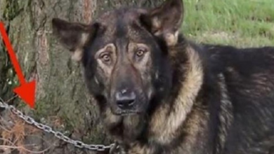 Photo of Dogs Who Lived Their Whole Lives Chained Are Finally Freed