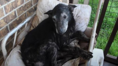 Photo of They Arrive To See An Older Dog Out Front In A Chair Being Circled By Flies