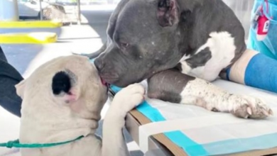 Photo of Dog-Brothers That Lost Their Dad & Comfort Each Other, Face Separation