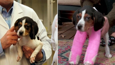 Photo of Puppy Born With Upside-Down Paws Is Dumped At Shelter, Gets Life-Changing Surgery