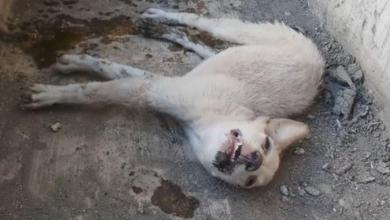 Photo of Rescuers Found And Saved Stray Puppy In A Ditch Just Before He Took His Last Breath