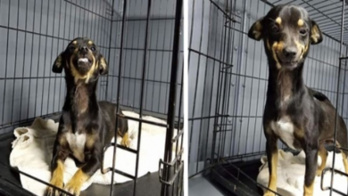 Photo of Rescue Dog Surprises Staffers With The Cutest Smile In The World