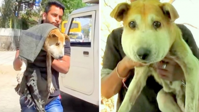 Photo of Confused And Disoriented Dog Found Stumbling On The Street With A Swollen Face