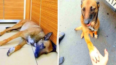 Photo of Wounded Street Dog Tracks Down The Only Person She Knew Would Help Her In Crisis