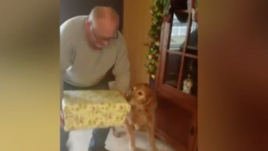 Photo of Lonely 12-Year-Old Dog Gets Special Gift, Behaves ‘Like A Kid’ On Christmas Day