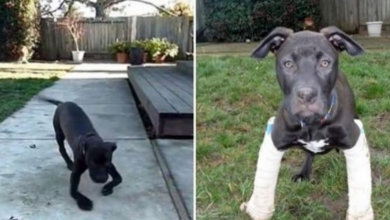 Photo of After being abandoned by foot deficiency, a loving pit bull is adopted by a kind family