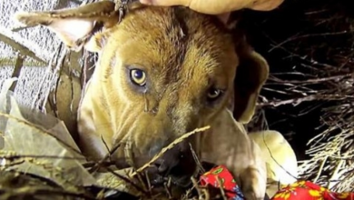 Photo of Homeless Mama Dog Kisses Her Puppies One By One As Rescuer Pulls Them To Safety