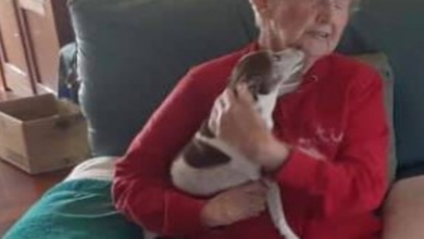 Photo of 85-Year-Old Woman’s Dog Passes Away, But No One Will Let Her Adopt A New Dog