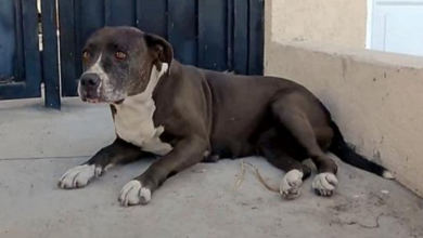 Photo of Old Dog With Cancer Thrown Onto The Streets Waited 3 Weeks For Help To Arrive
