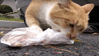 Photo of Street Cat Will Only Take Food From Humans If It’s In A Bag. One Day They Follow Her