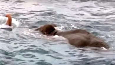 Photo of Navy Spots Huge Elephant Drowning Mid-Ocean, Carry Out The Most Amazing Rescue