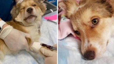 Photo of 5-Month-Old Sheltie Endures Daily Beatings That Fracture Her Tiny Bones & Skull