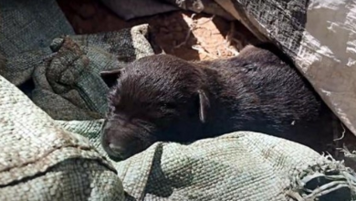 Photo of Pups Laid Next To Dead Siblings, Holding On To Hope After Being Tossed In Trash