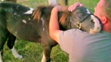 Photo of Abused Pony Sold Off For Meat Trade, Hugs Man Who Saved Him At The Last Minute