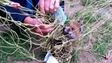 Photo of Man Sees Dog Trapped In A Net And Dying, Gets Closer To See It’s “Not A Dog”