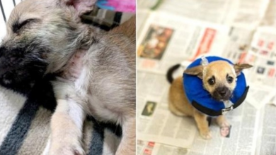 Photo of Woman Hears Cries Coming From Woods And Discovers A Tiny Wounded Puppy Tied To Tree
