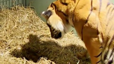 Photo of Tiger Cub Doesn’t Breathe For 2 Min After Birth, Then Mom’s Instincts Take Over