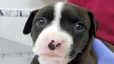 Photo of Unwanted Pup Cruelly Tossed In The Bin After Christmas, Left Sick & Heartbroken