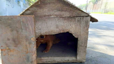Photo of Owner Nails Shut A Dog House And Leaves It On The Street To Get Hit By A Car