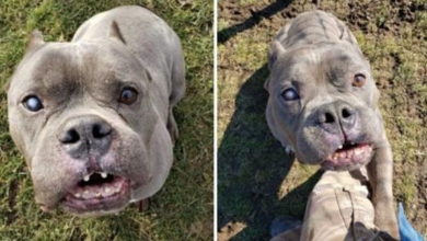 Photo of After A Long Wait, The ‘ugly’ Pit Bull That No One Wanted Finds A Home