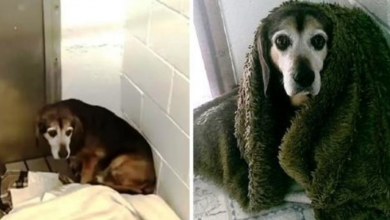 Photo of After 764 Days Apart, He Wonders If Missing Senior Dog Will Recognize Him Again
