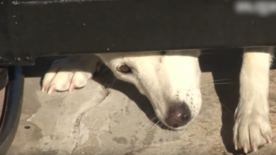Photo of Unloved Dog Crawls Under Their Gate Asking For A Home, But Wife Won’t Give In
