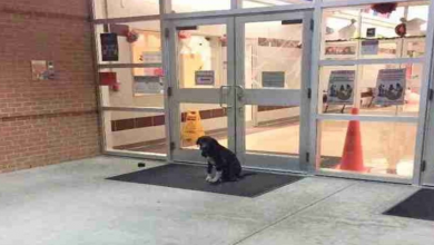 Photo of Stray Dog Mysteriously Appeared At School Every Morning, So The Teacher Gets Involved
