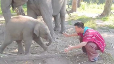 Photo of Man Asks Baby Elephant For A Hug, Has No Idea The Trouble He Was Getting Into
