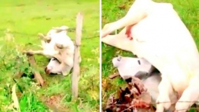 Photo of People Ignore Crying Cow Trapped In Barbed Wire, She Kept Screaming For Hours