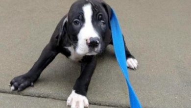 Photo of Visitors See Disabled Puppy As An Abomination, No One Will Give Him A Chance