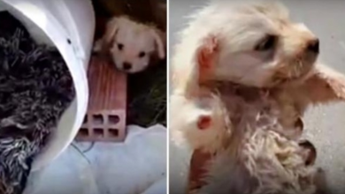 Photo of They Knew Pup With 3 Paws Was 5-Weeks Old But They Still Left Him Alone In A Dirt Lot
