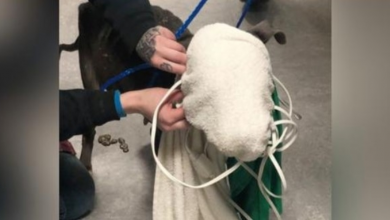 Photo of Terrified Dog Found With Tight Cord Around Her Neck & Towels Covering Her Face